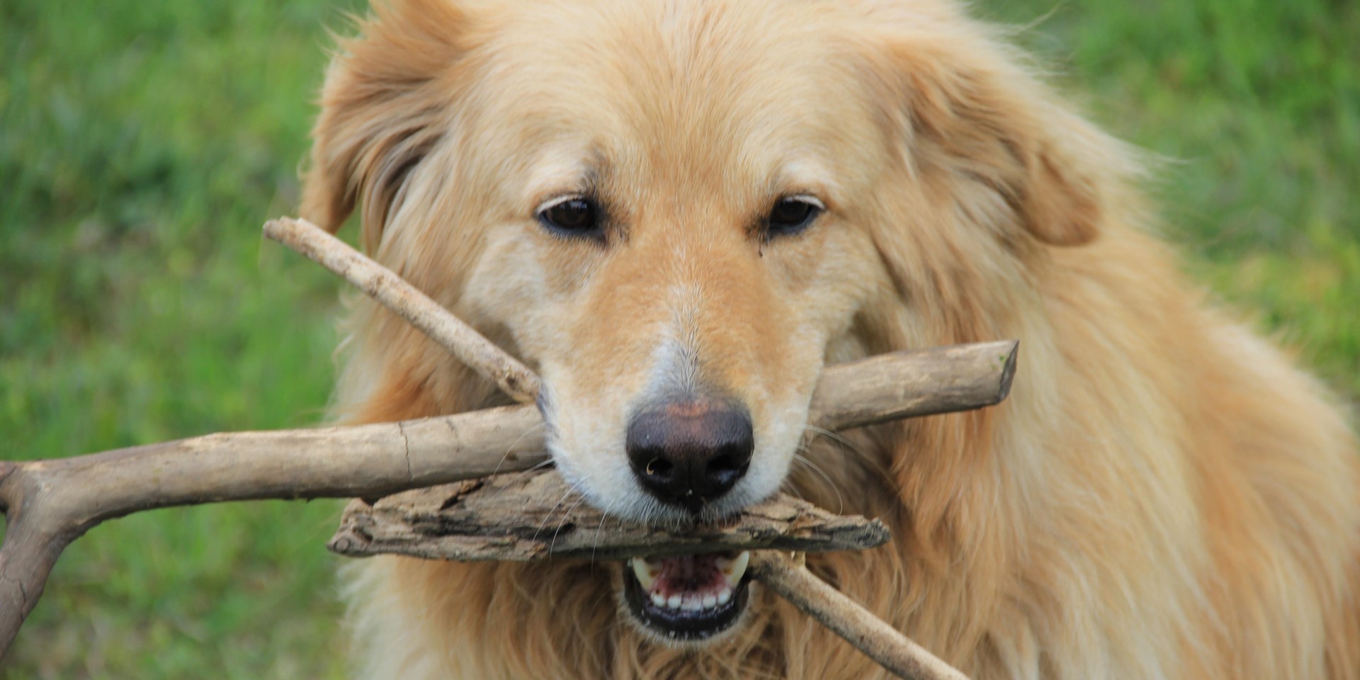 Comprendre le comportement de votre chien