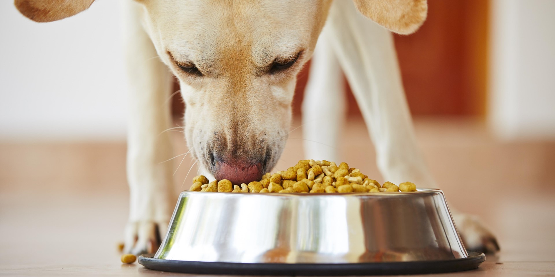 Les besoins nutritionnels des chiens