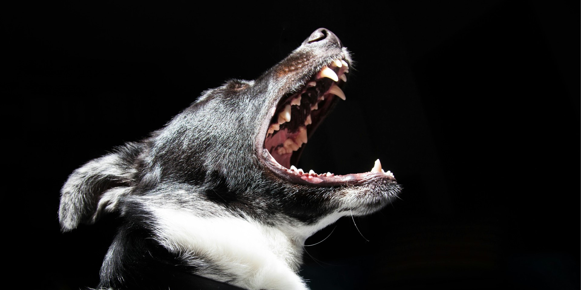 Pourquoi les chiens aboient-ils ?