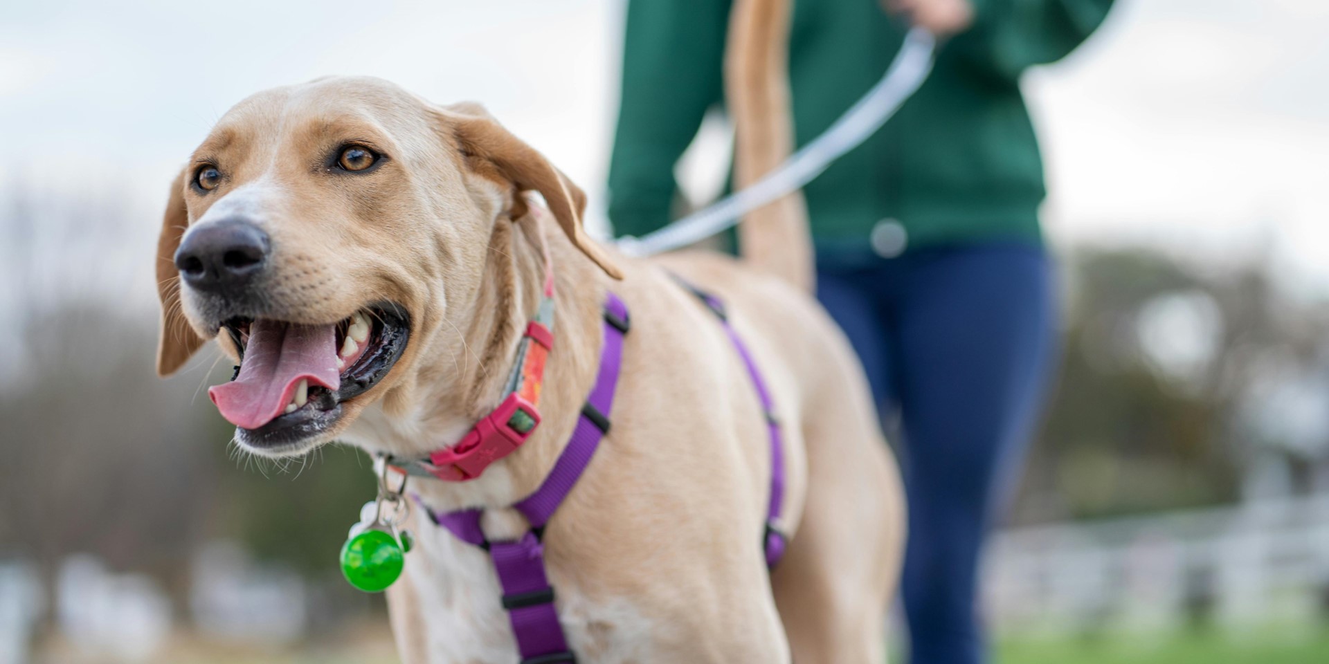 Comment apprendre à votre chien à marcher en laisse