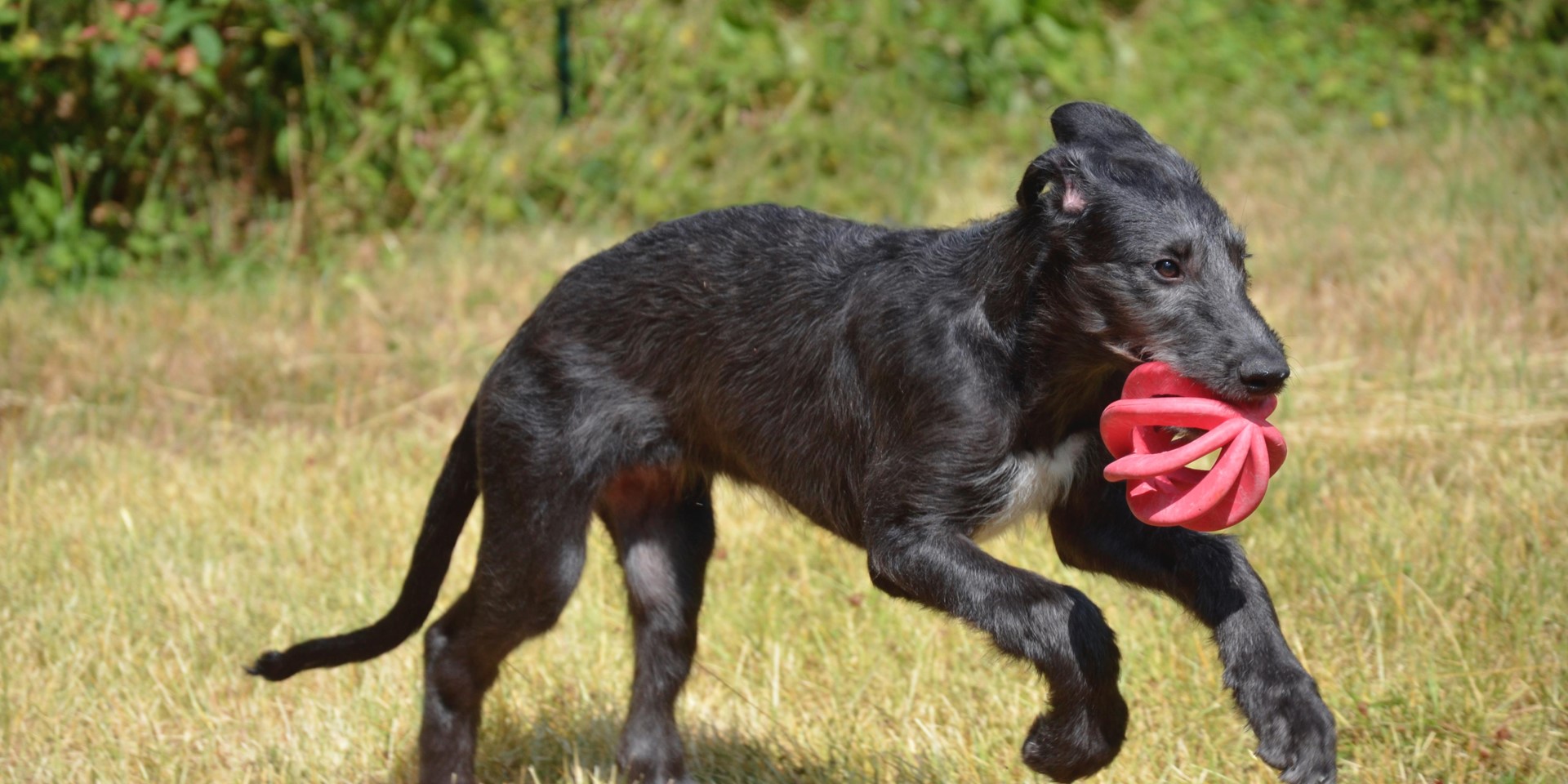 Comment résoudre les problèmes d’anxiété chez le chien ?